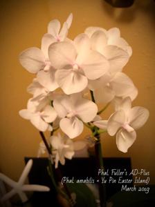 Phalaenopsis Fuller's AD-Plus