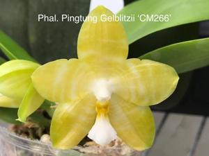 Phalaenopsis Pingtung Gelblitzii