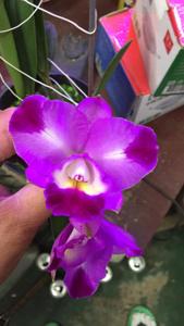 Cattleya Tai-Ho Yen Chiu