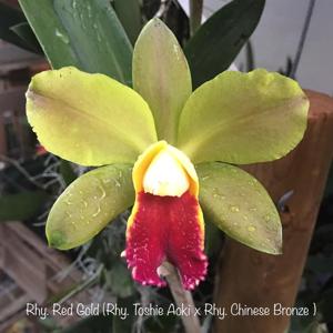 Rhyncholaeliocattleya Red Gold