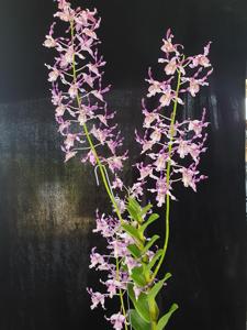 Dendrobium Abigail Chay