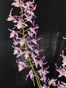 Dendrobium Abigail Chay