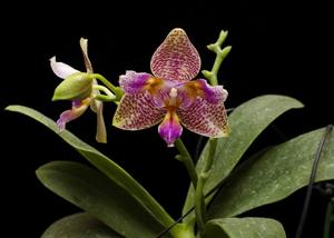 Phalaenopsis Joy Fairy Tale