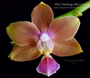 Phalaenopsis Chienlung Little Orange