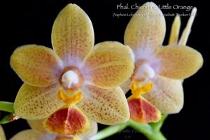 Phalaenopsis Chienlung Little Orange