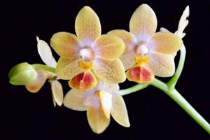 Phalaenopsis Chienlung Little Orange