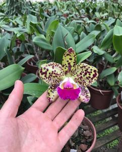 Rhyncholaeliocattleya Durigan