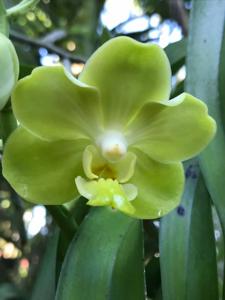 Vanda Motes Buttercup