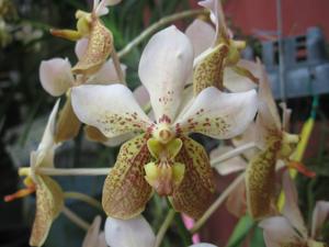 Vanda Kupperi