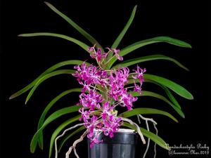 Vandachostylis Pinky