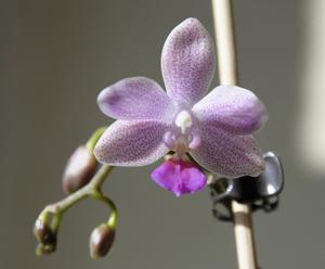 Phalaenopsis Javalin