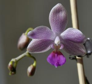 Phalaenopsis Javalin