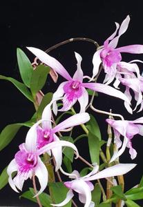 Dendrobium Caesar