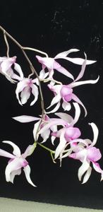 Dendrobium Caesar