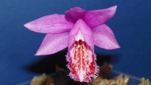 Pleione Hekla