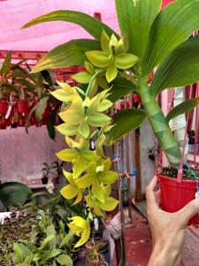 Cycnoches Richard Brandon