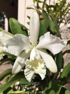 Cattleya Margaret Hort