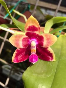 Phalaenopsis Mel's Gentle T-Rex