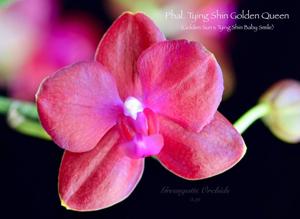 Phalaenopsis Tying Shin Golden Queen