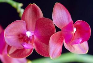 Phalaenopsis Tying Shin Golden Queen