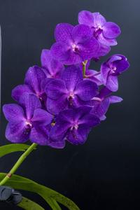 Vanda Pakchong Smile