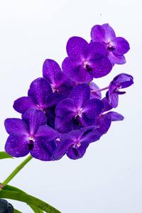 Vanda Pakchong Smile