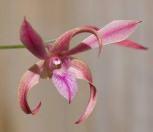 Dendrobium Rosella