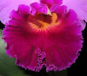 Cattleya Bonanza Queen