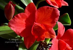 Cattleya Minipet