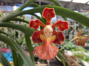 Vanda East Wind