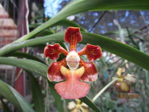 Vanda East Wind