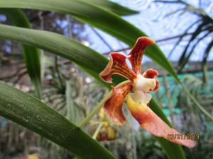 Vanda East Wind