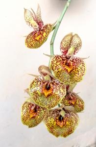 Catasetum Orchidglade