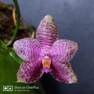 Phalaenopsis Gigabell