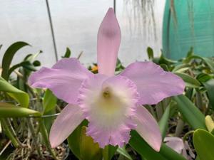 Rhyncholaeliocattleya Queen Silvia