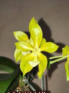 Phalaenopsis Su-An Cricket