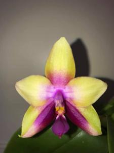 Phalaenopsis Tabasco Tex