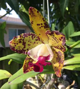 Cattleya Katherine Clarkson