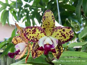 Cattleya Katherine Clarkson