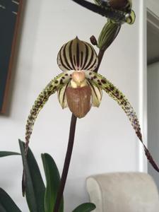 Paphiopedilum Stoned Prince