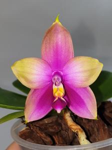 Phalaenopsis Zheng Min Rainbow