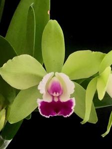 Cattleya Green Veil