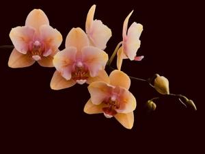 Phalaenopsis Dragon Tree Sara Beauty