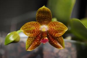 Phalaenopsis Chienlung Happy Conch