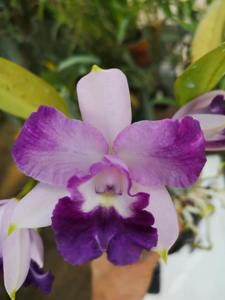 Cattleya Cariad's Mini-Quinee