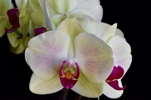 Phalaenopsis Mei Dar Green