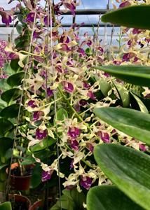 Dendrobium OSSEA 90th Anniversary