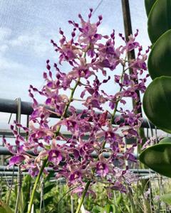 Dendrobium OSSEA 90th Anniversary