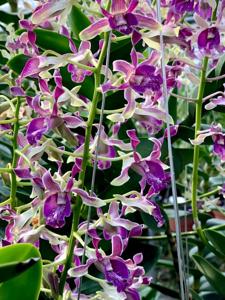 Dendrobium OSSEA 90th Anniversary