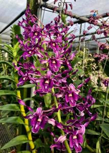 Dendrobium OSSEA 90th Anniversary